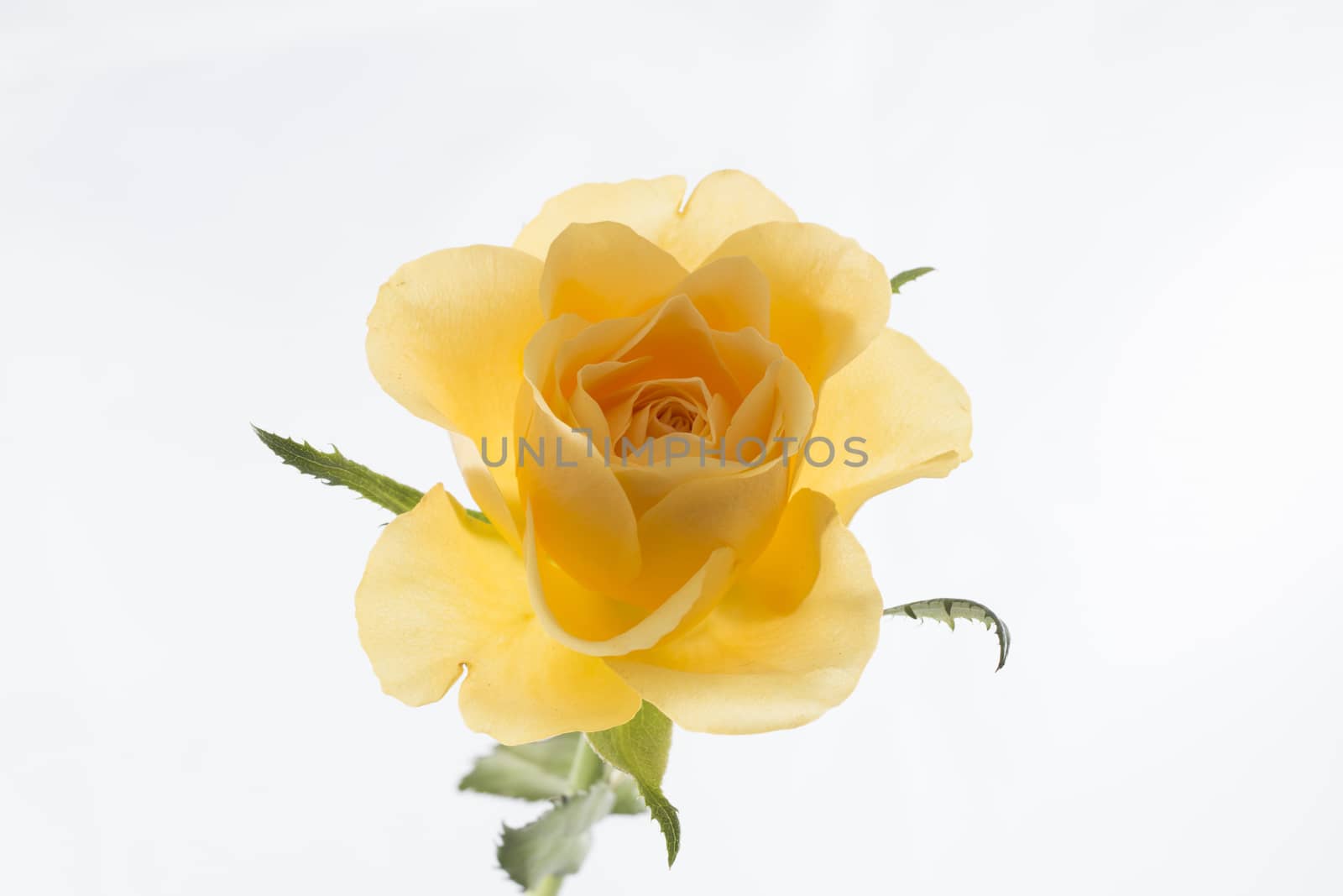 Yellow rose by avanheertum