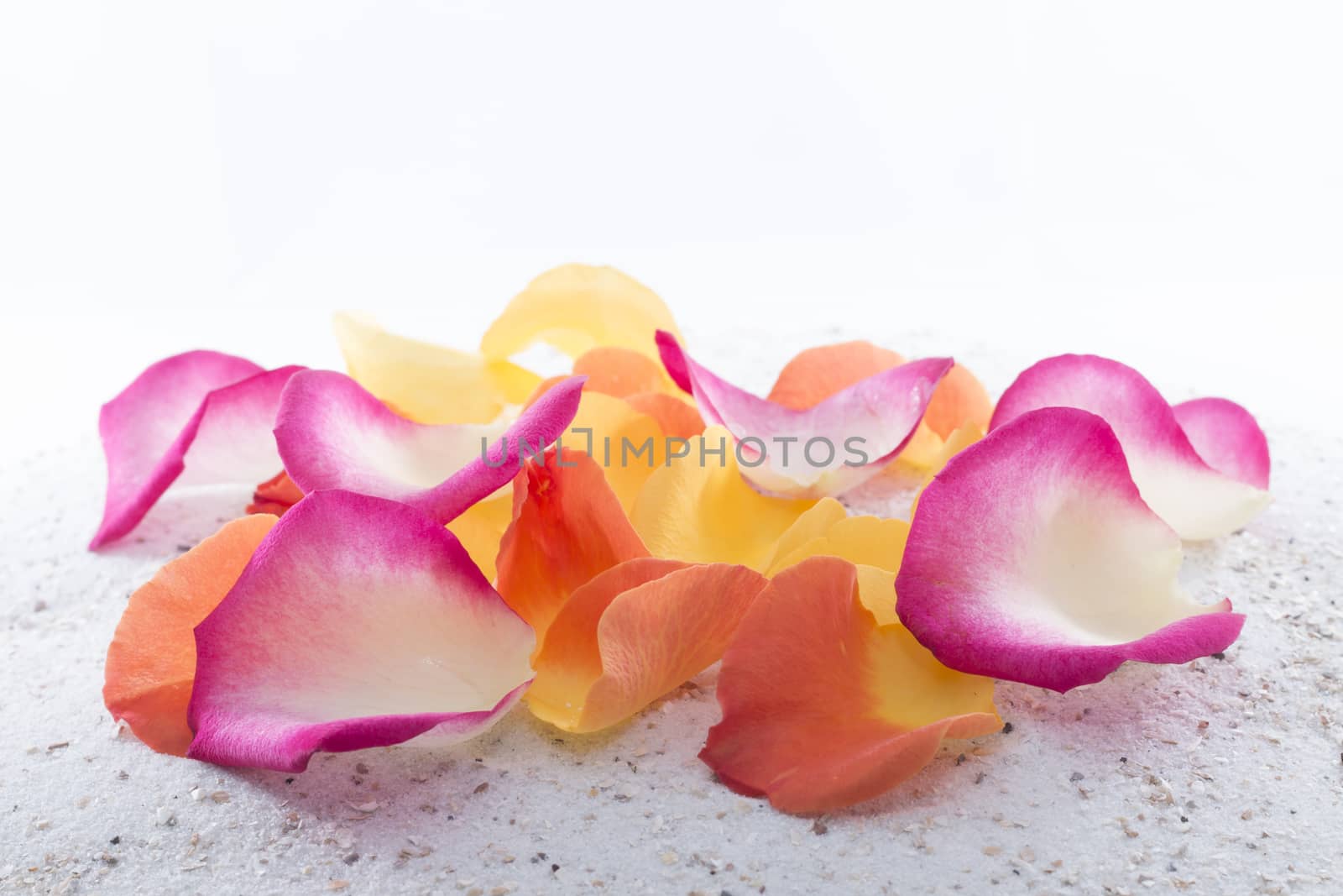 Rose petals by avanheertum