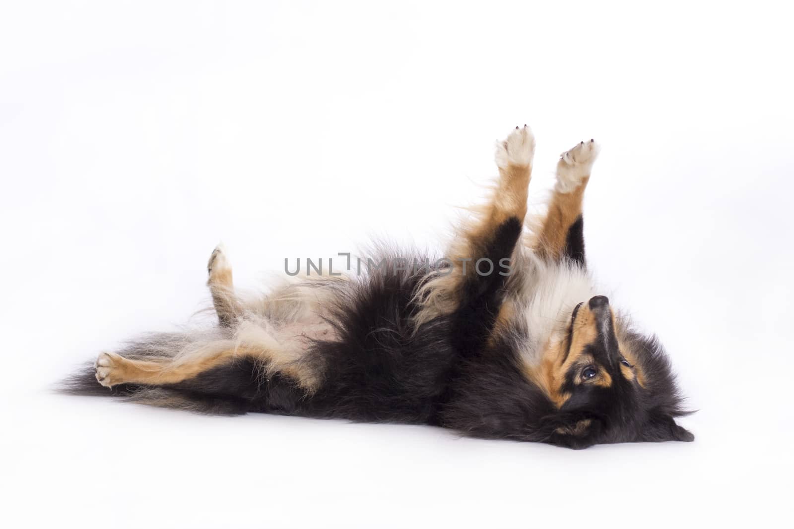 Shetland Sheepdog, lying on back, isolated on white background