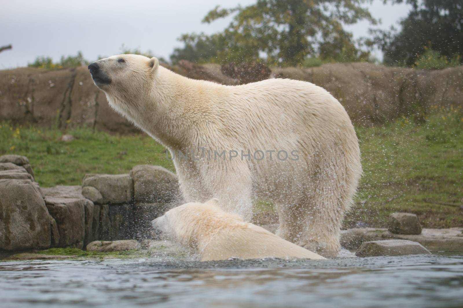 Polar bear by avanheertum