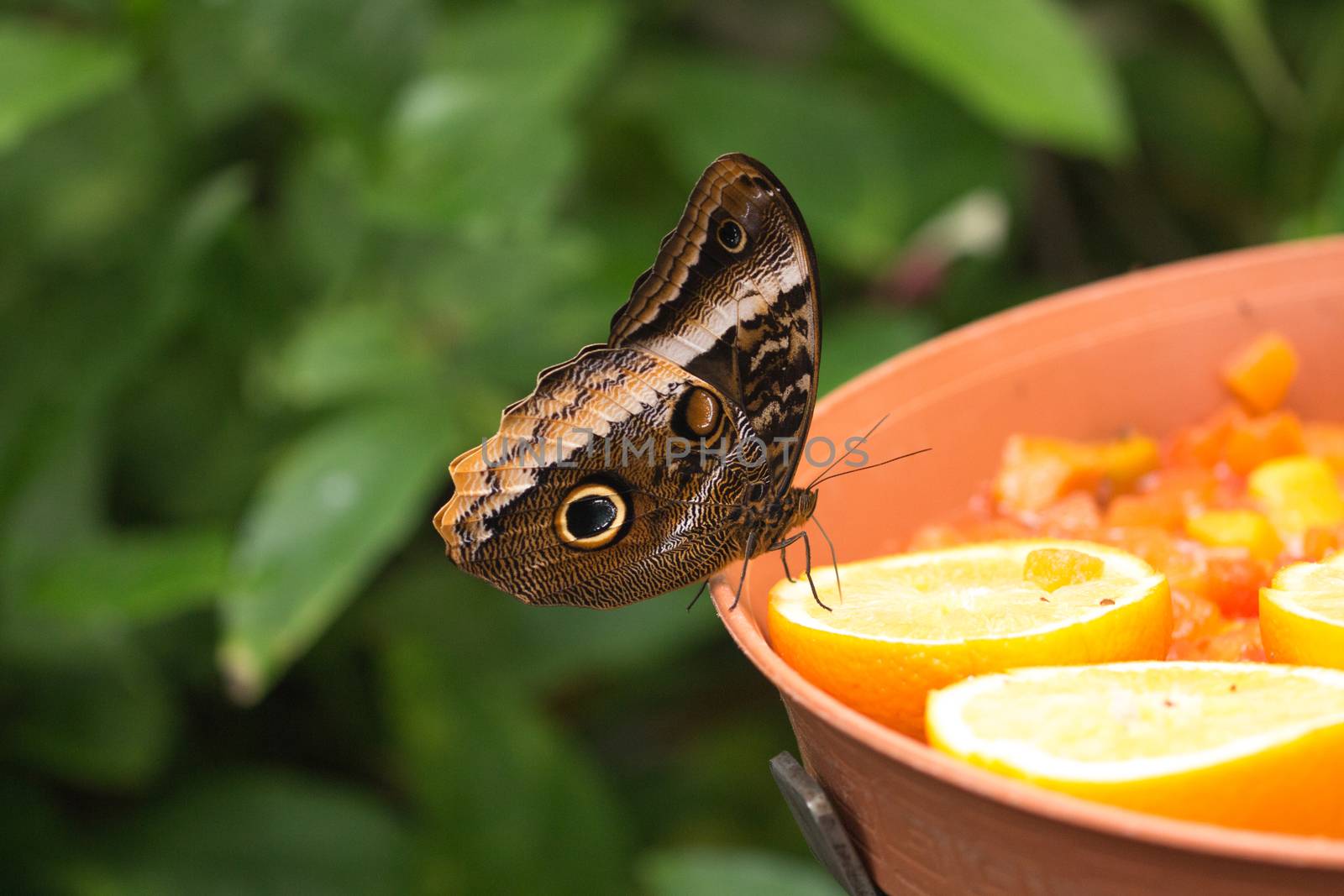 Owl butterfly, closeup by avanheertum
