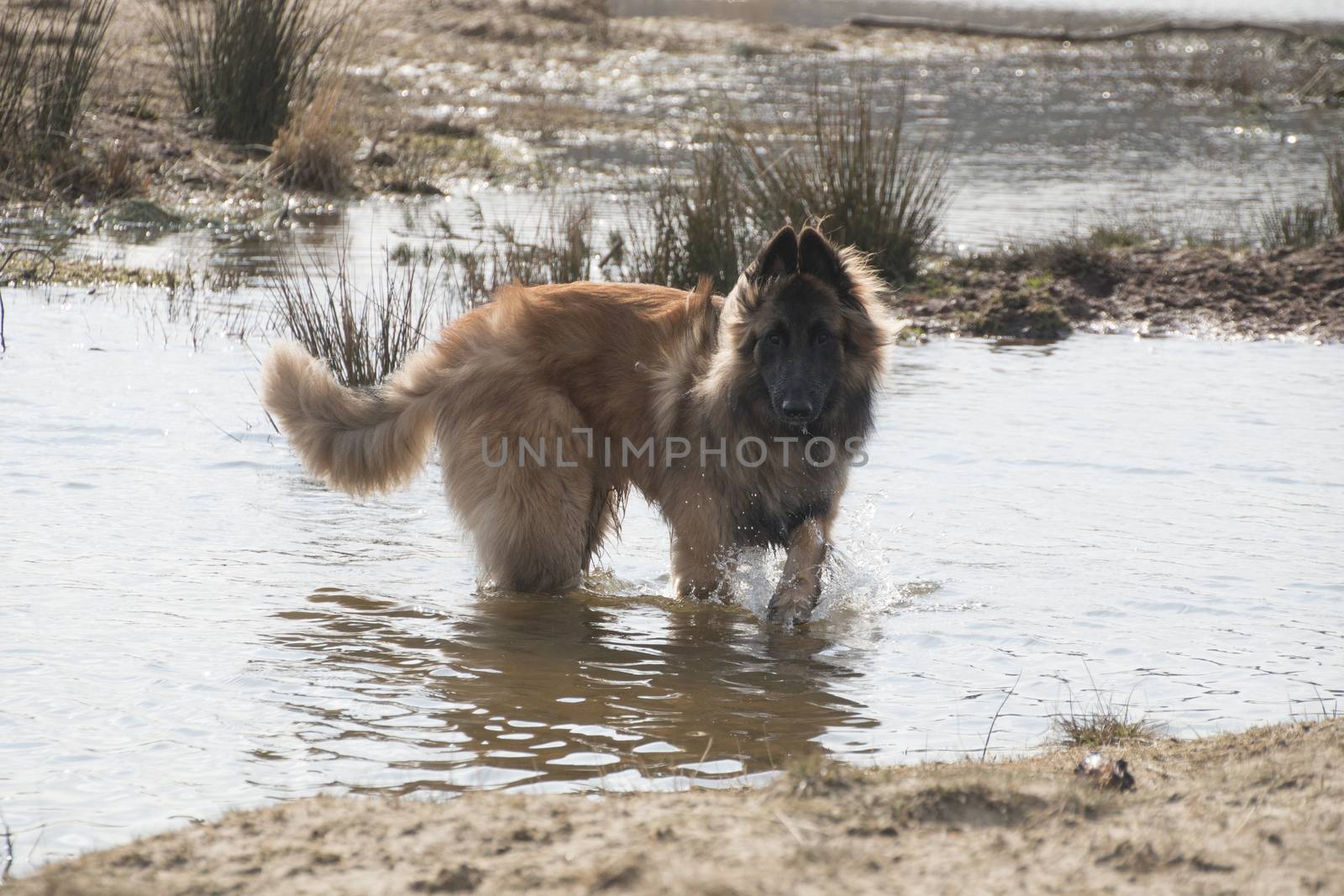Belgian Shepherd Tervuren dog, playing in the water