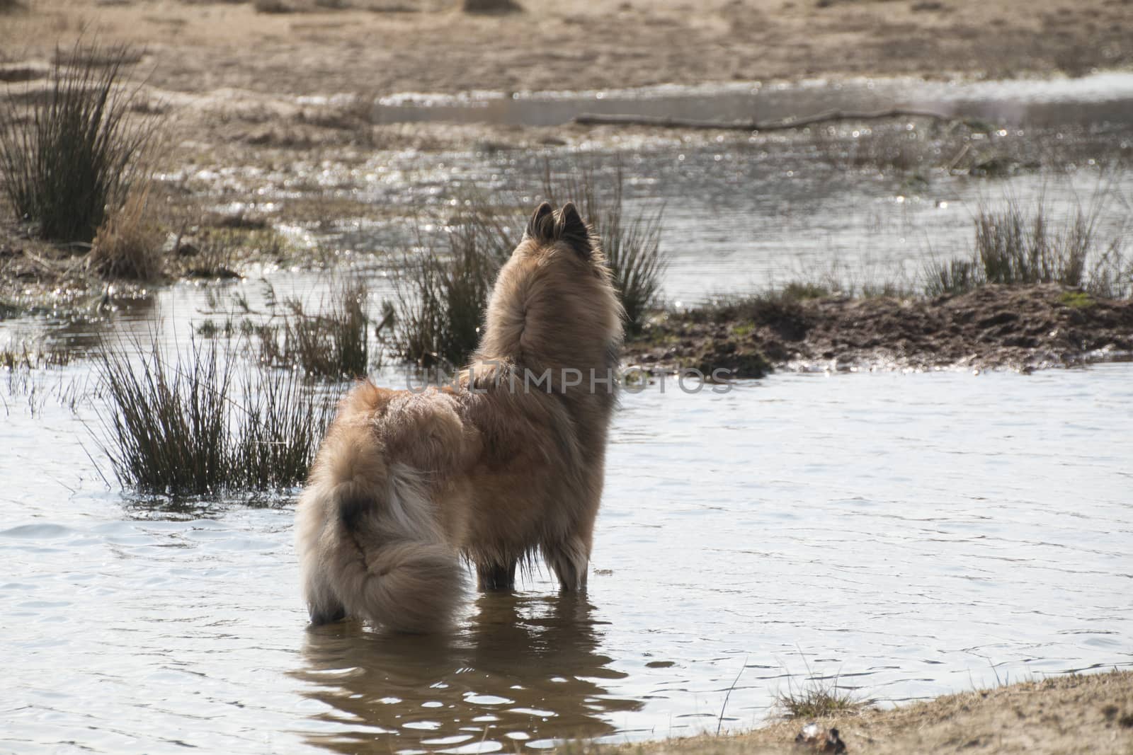 Belgian Shepherd Tervueren dog, standing in the water