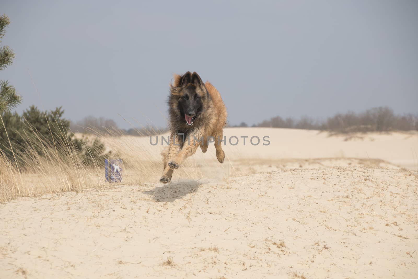 Belgian Shepherd Tervuren dog, jumping by avanheertum