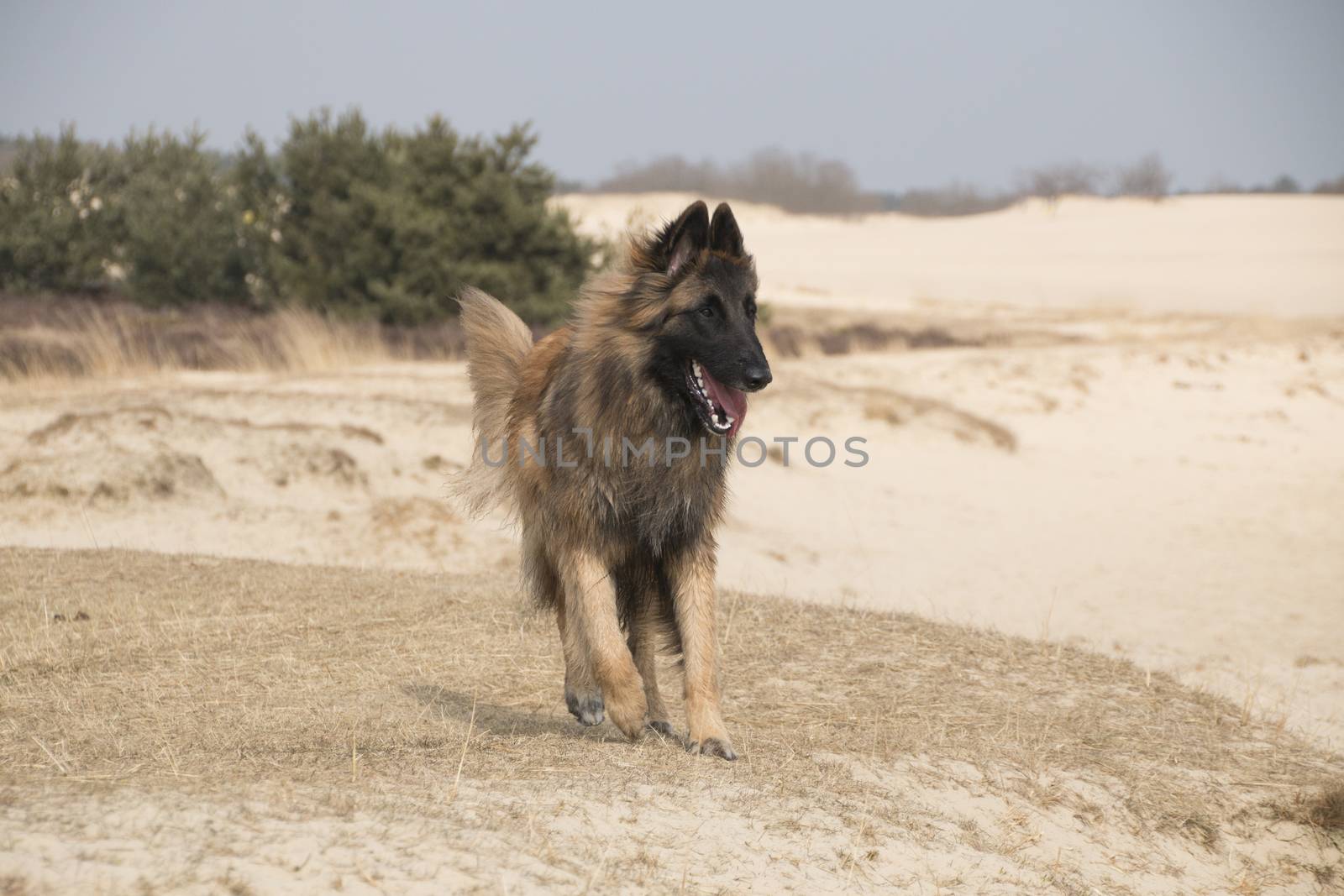 Belgian Shepherd Tervuren dog, running