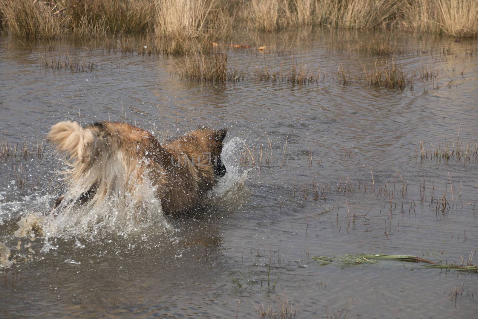 Dog diving into the water by avanheertum