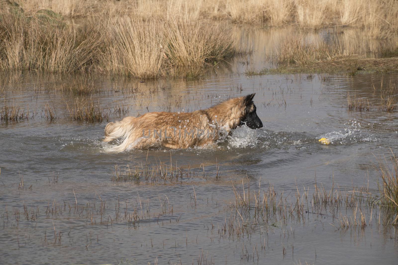 Dog fetching a ball in the water by avanheertum