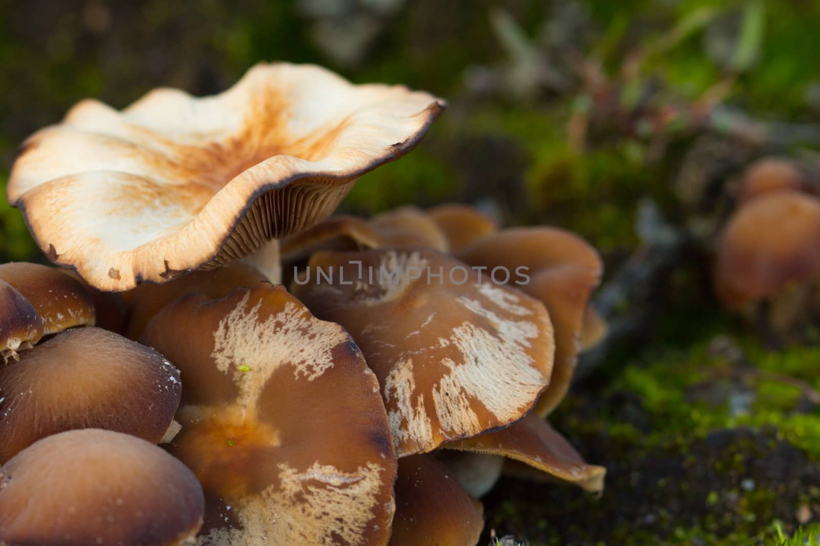 mushroom, closeup, macro