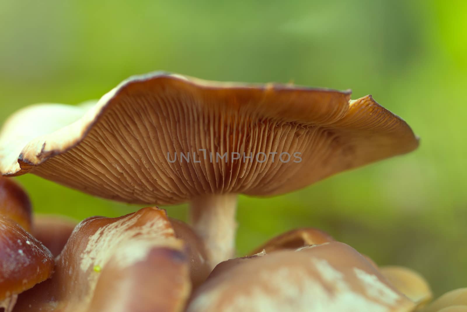 mushroom, closeup, macro