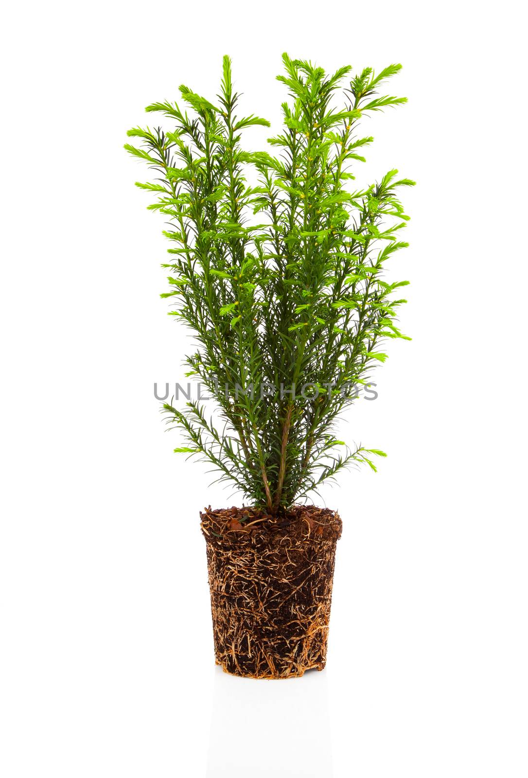 Cypress, thuja with roots isolated on white background by motorolka