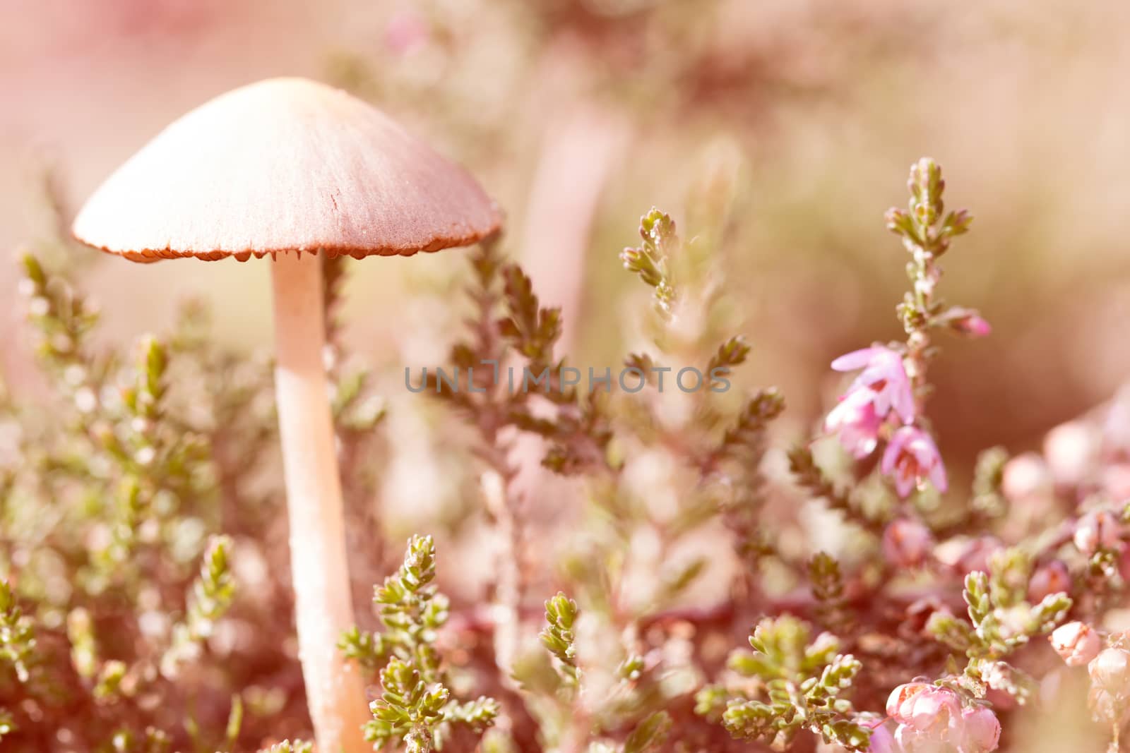mushroom, closeup, macro