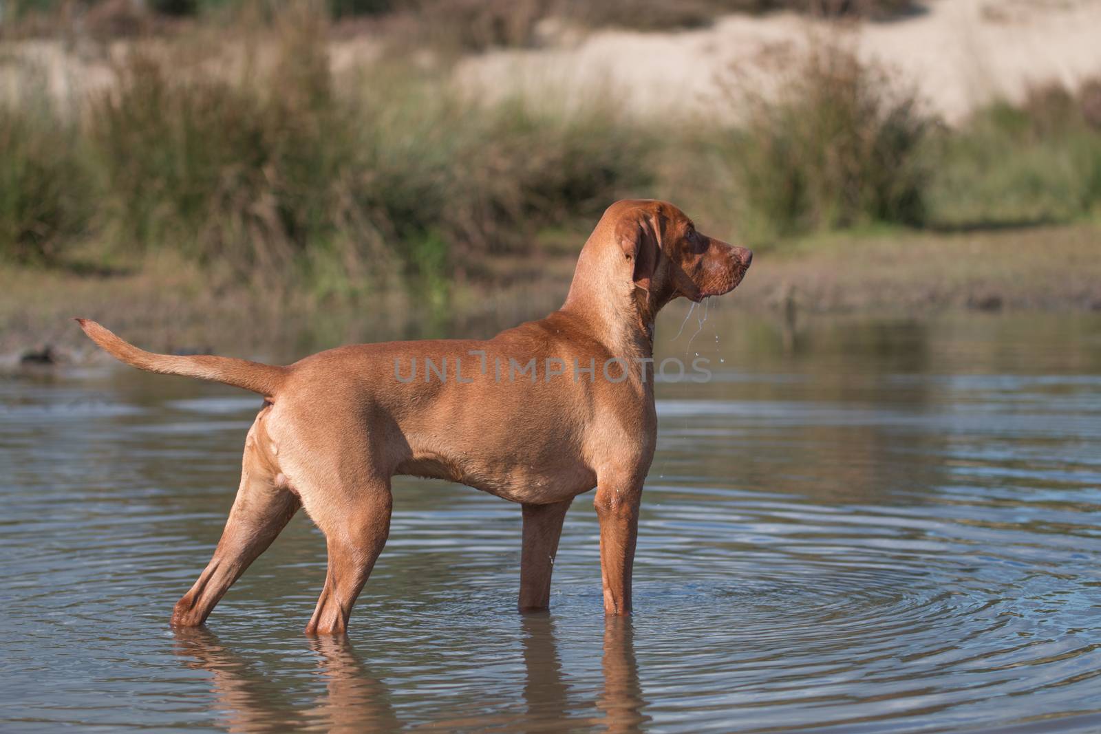 Dog, Vizsla, Hungarian pointer, standing in water by avanheertum