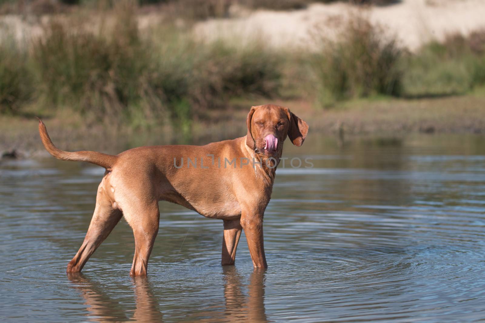 Dog, Vizsla, Hungarian pointer, standing in water by avanheertum