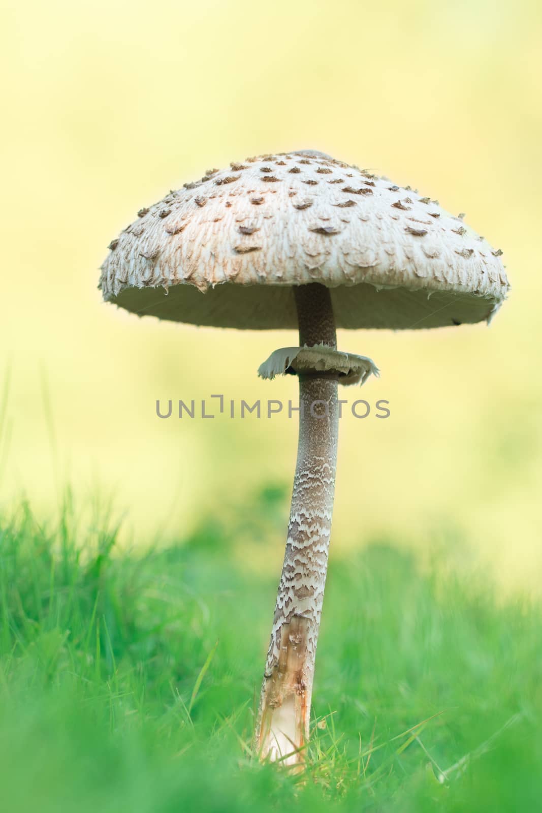 mushroom, closeup, macro by avanheertum