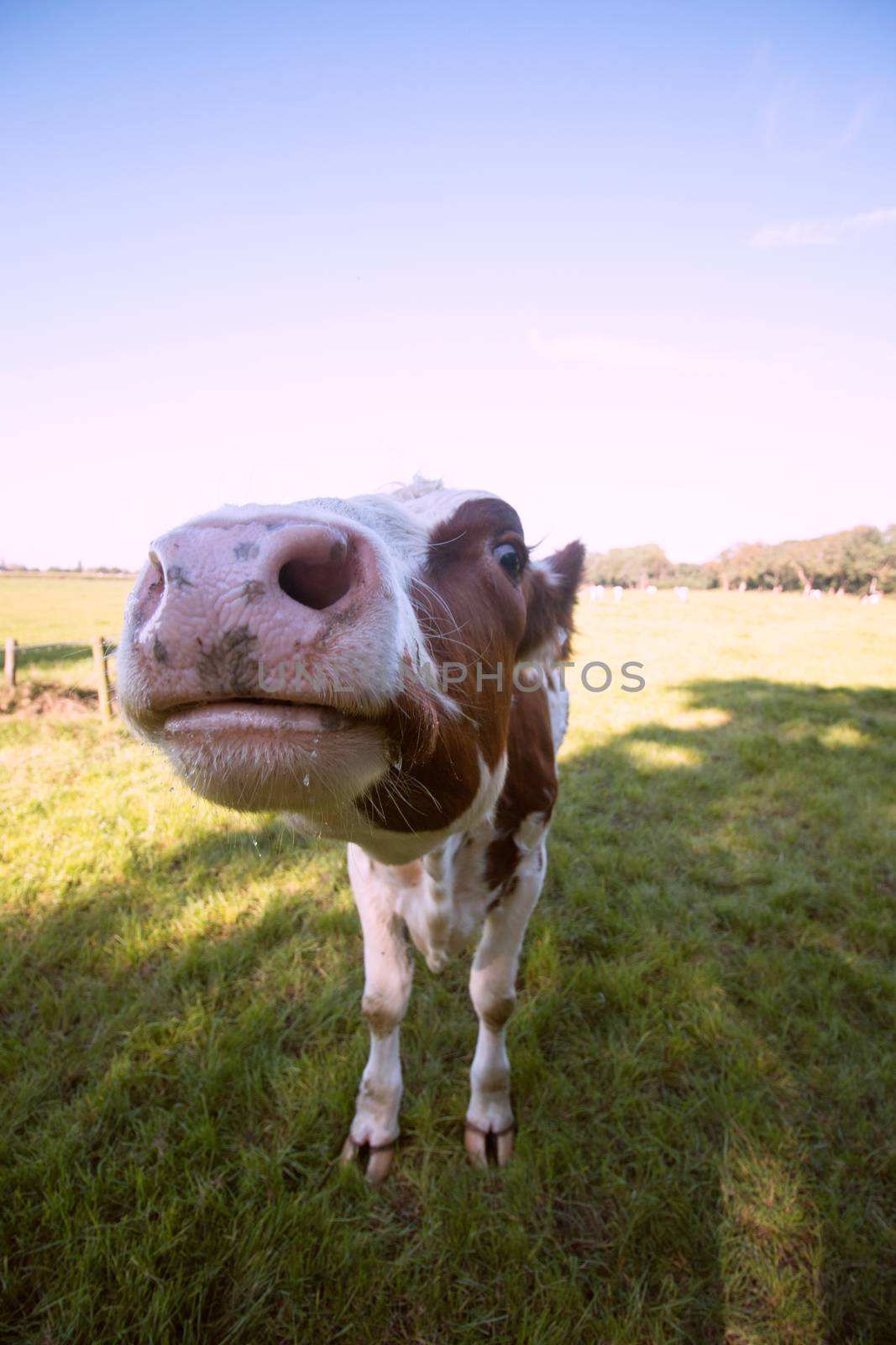 closeup nose cow by avanheertum