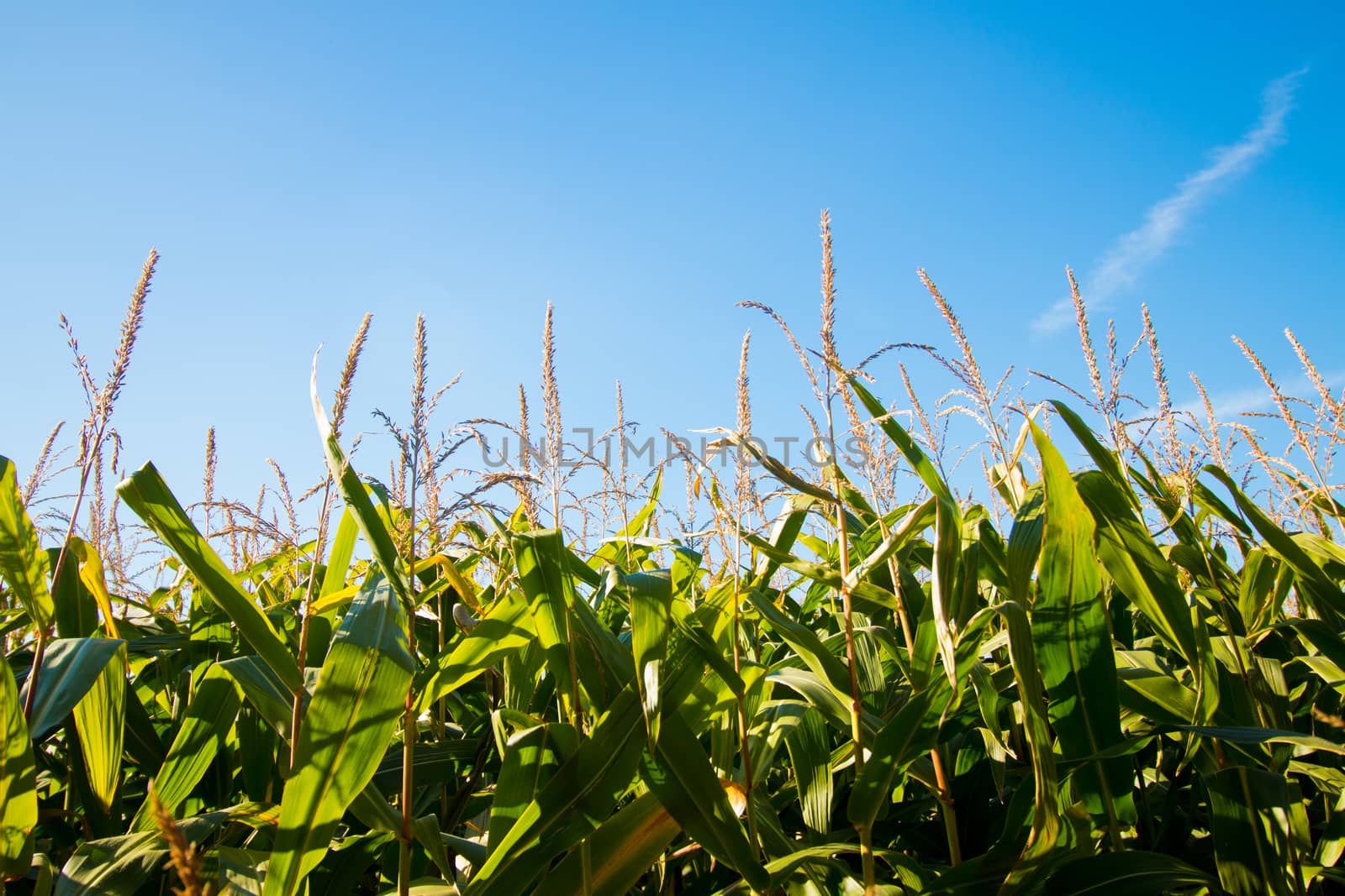 Corn field sunny day, closeup top by avanheertum