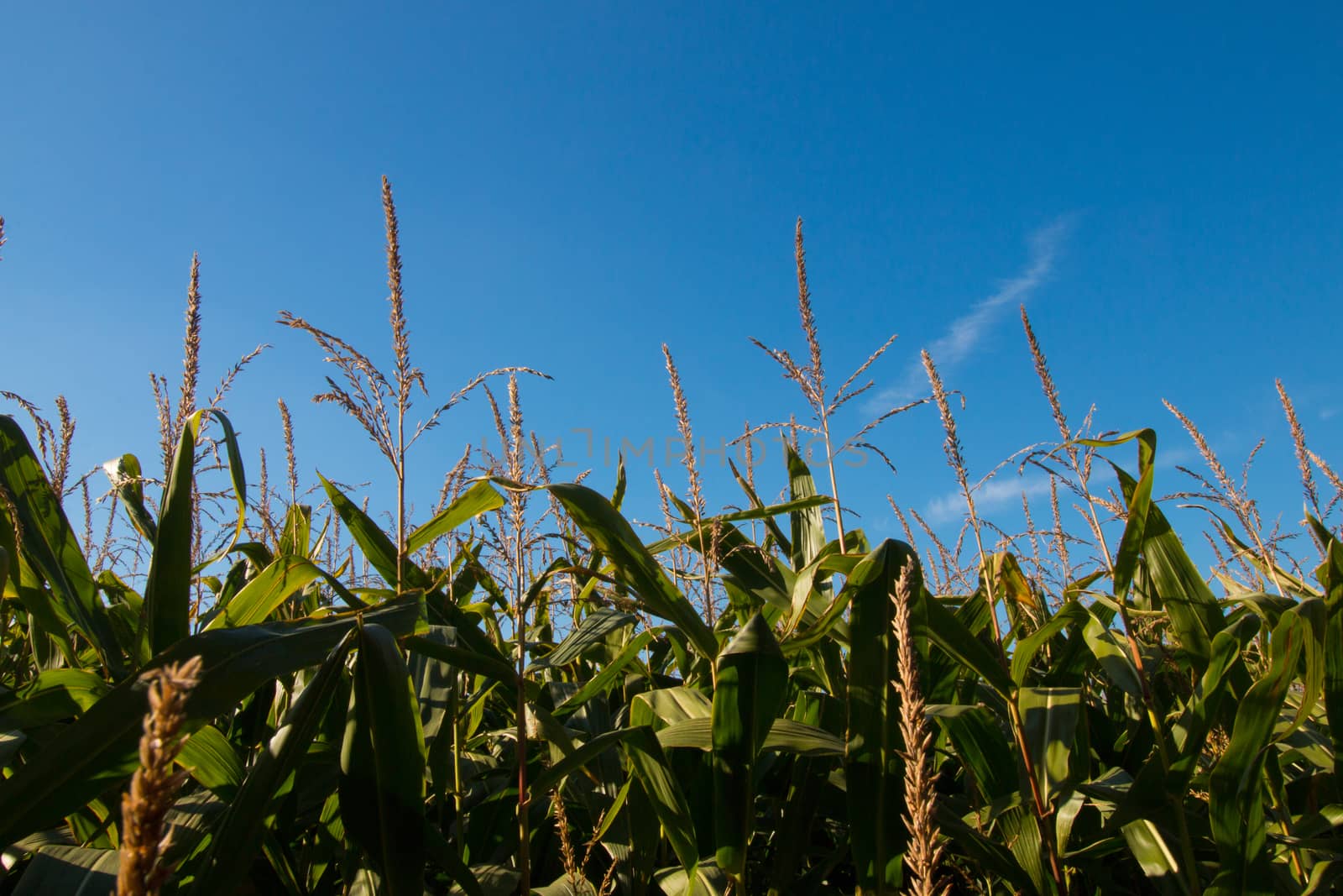 Corn field sunny day, closeup top by avanheertum