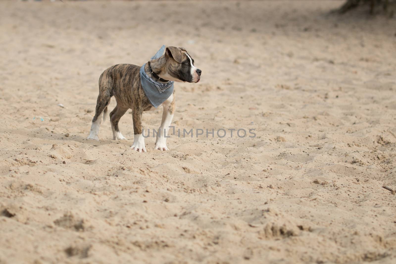 Puppy boxer dog