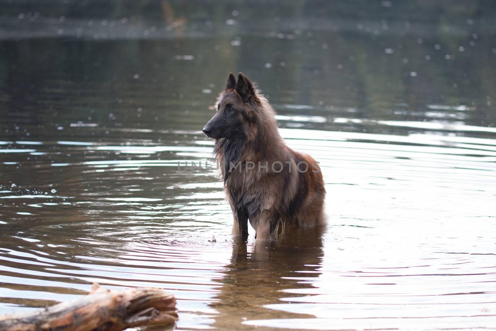 Dog standing in water by avanheertum