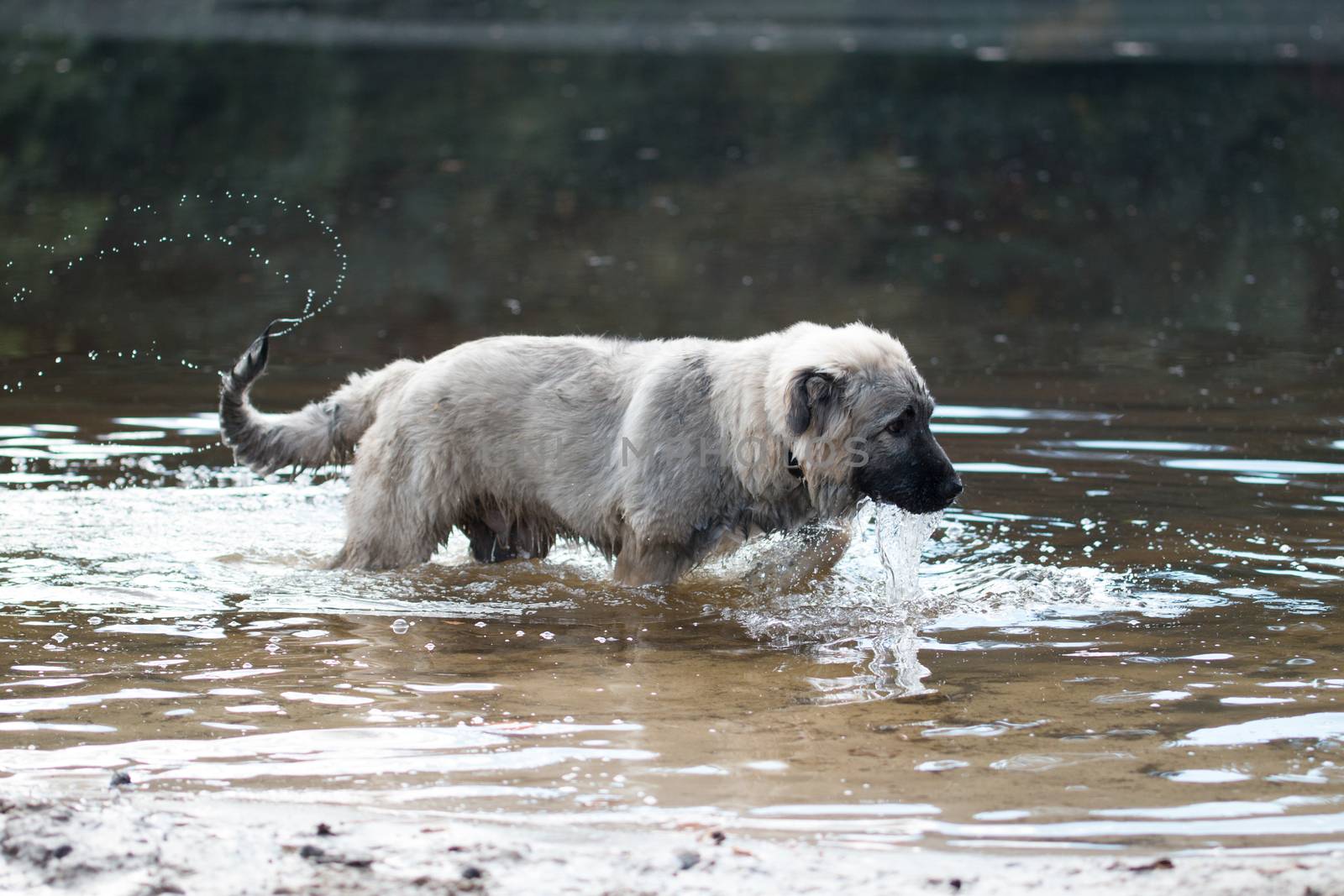 Young Turkish sheepdog playing in water