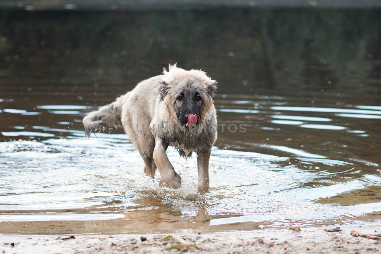 Young Turkish sheepdog playing in water by avanheertum