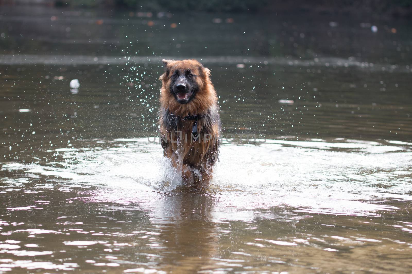 Dog, German Shepherd, running in water by avanheertum