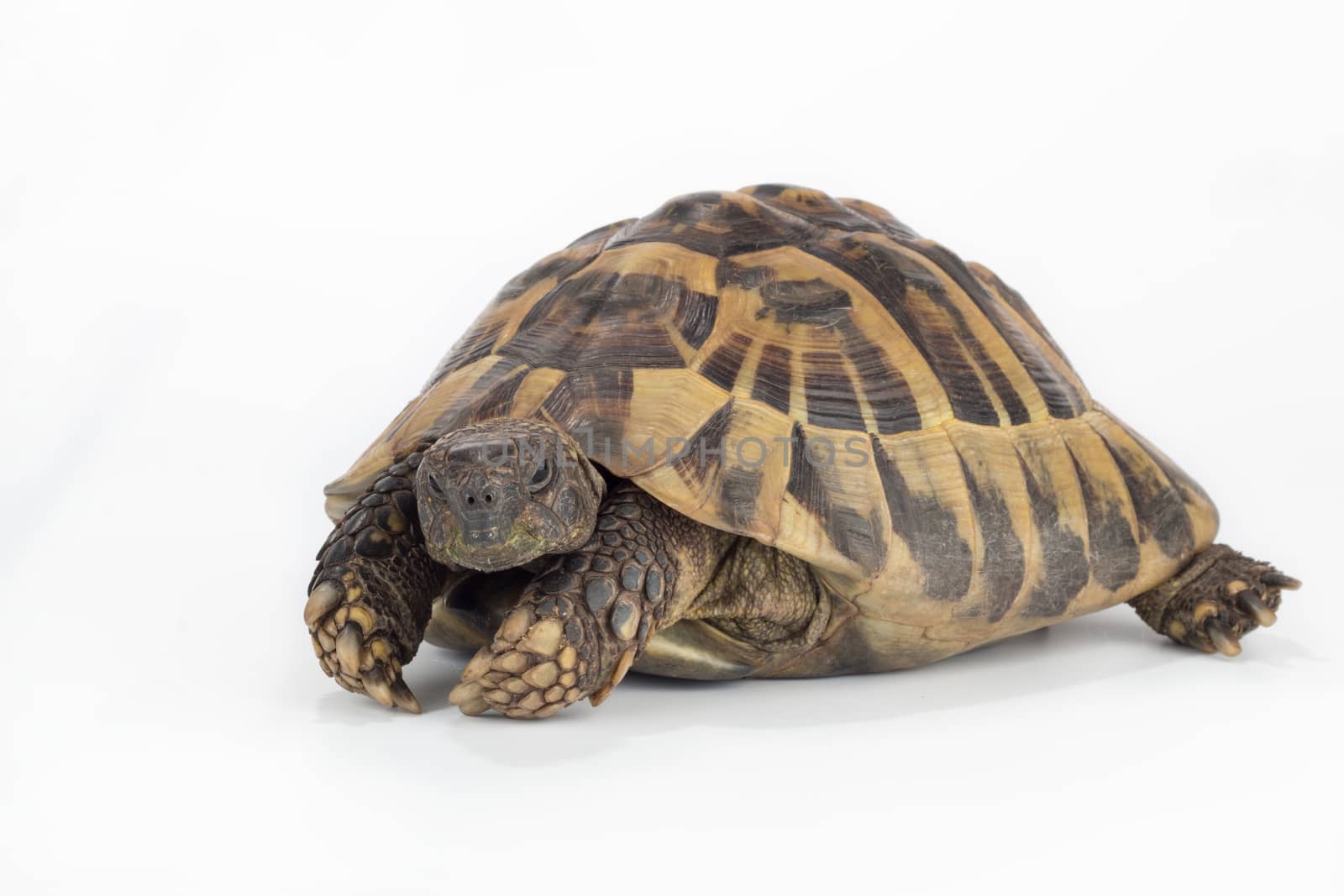 greek land tortoise, Testudo Hermanni