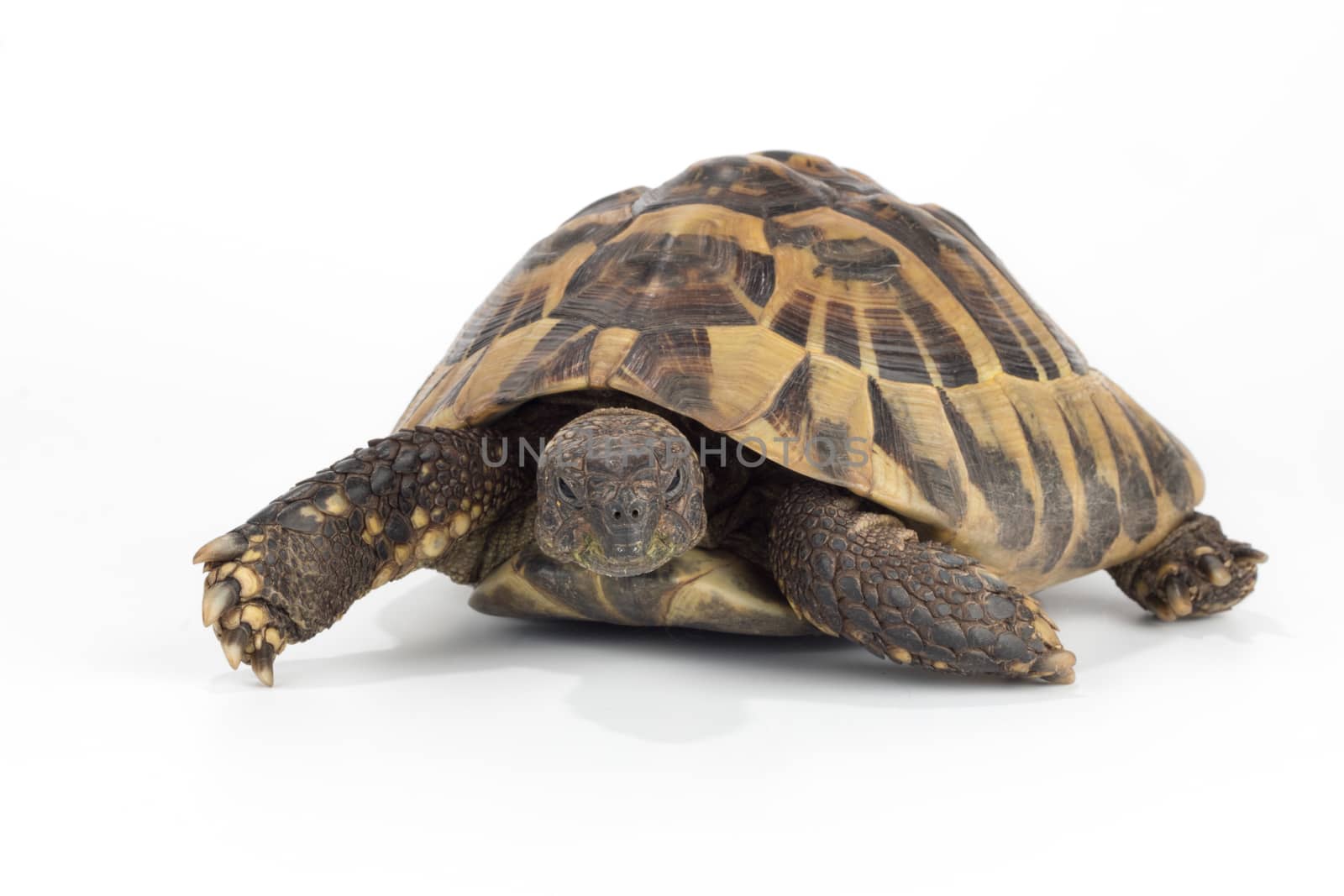 greek land tortoise, Testudo Hermanni