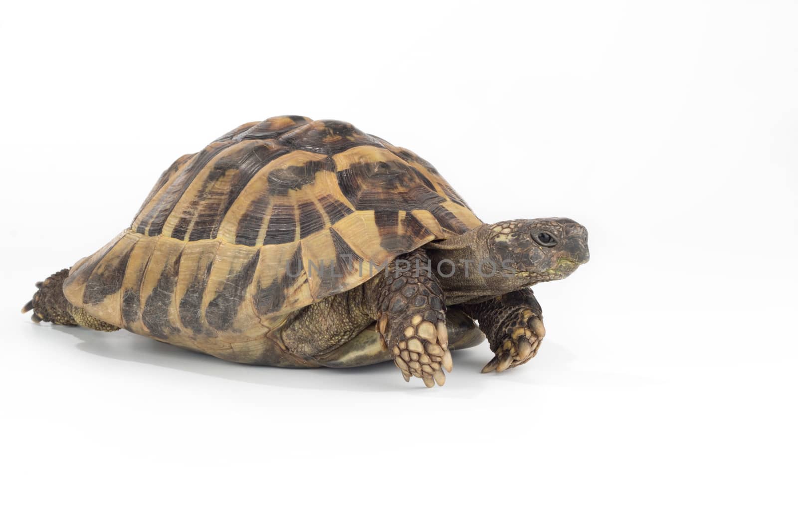 greek land tortoise, Testudo Hermanni