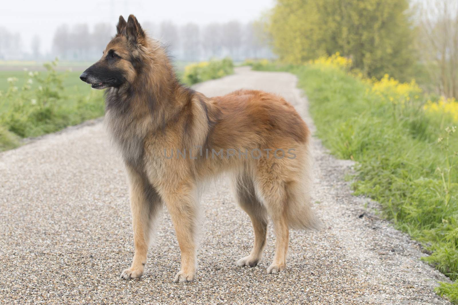 Belgian Shepherd Tervuren dog, standing