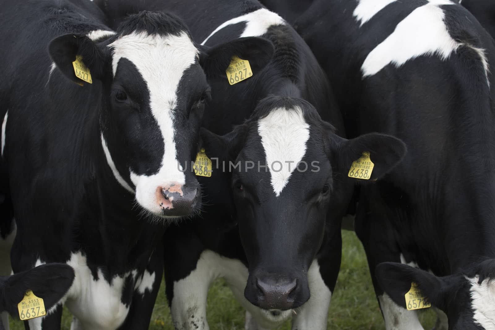 Black and white cows