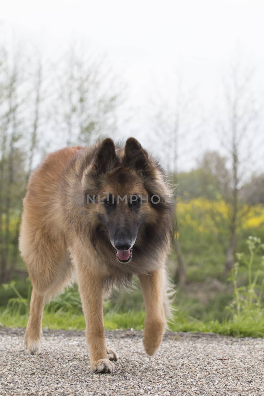 Belgian Shepherd Tervuren dog, looking in camera by avanheertum