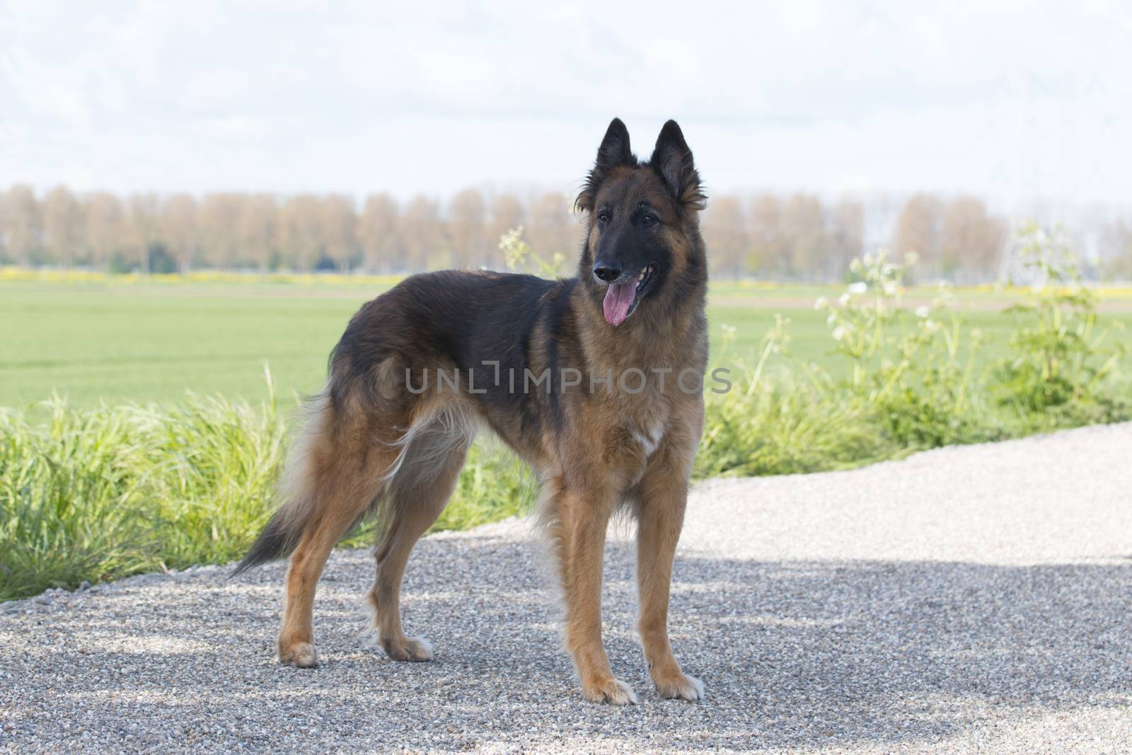 Belgian Shepherd Tervuren, standing