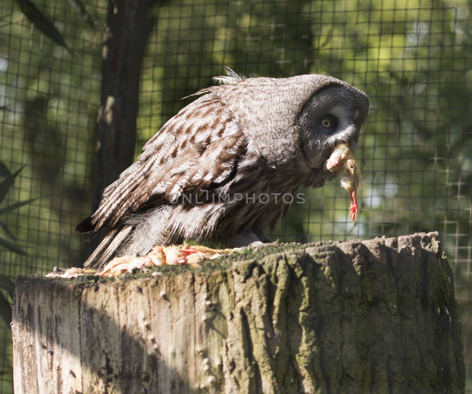 Owl eating a chick by avanheertum