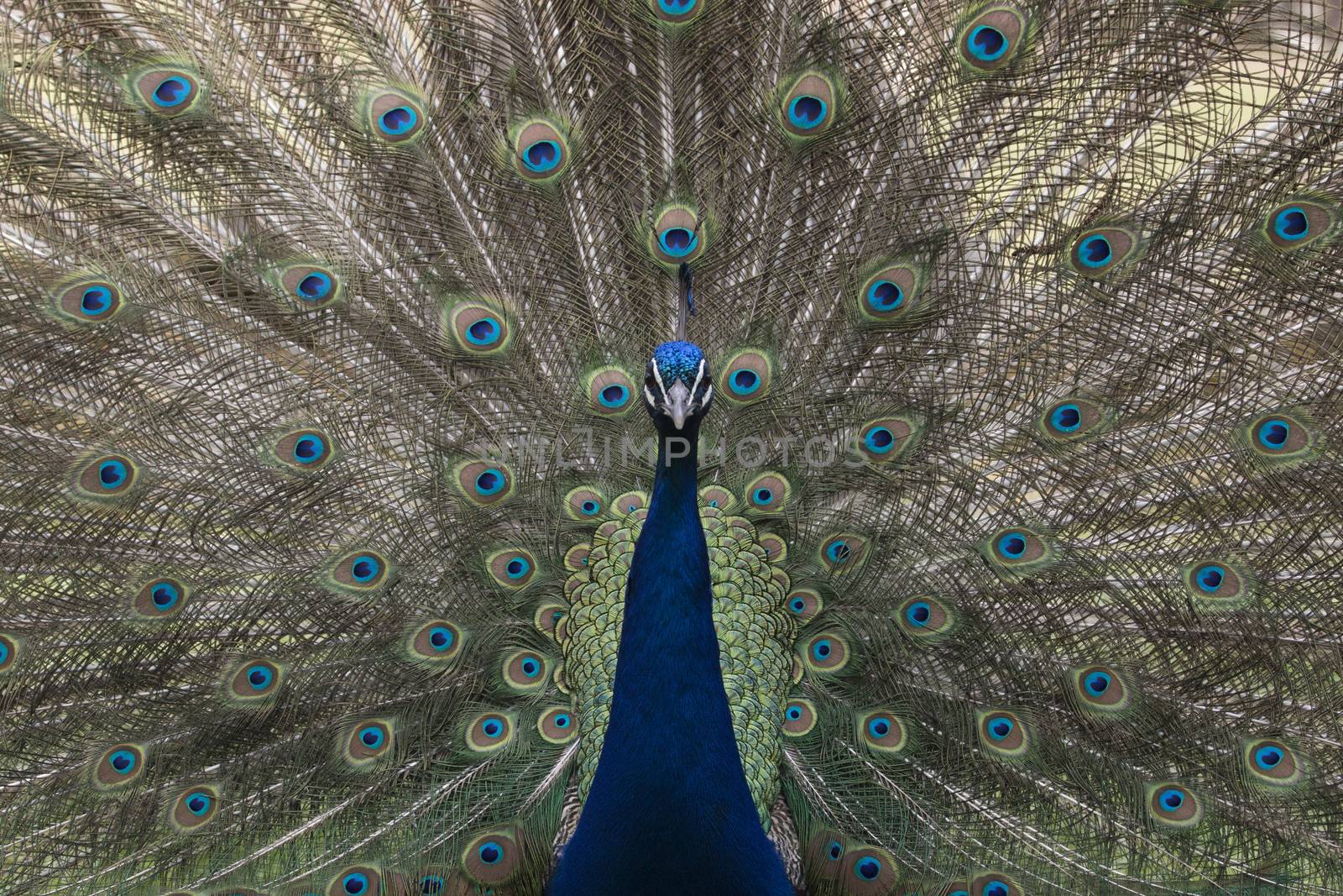 Peacock, front