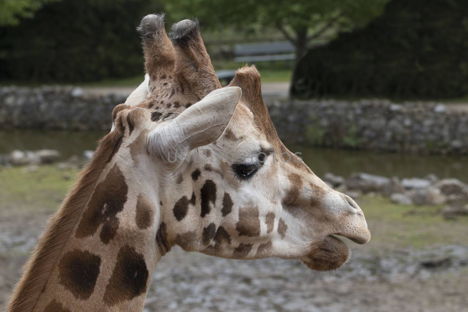 Headshot giraffe, close up