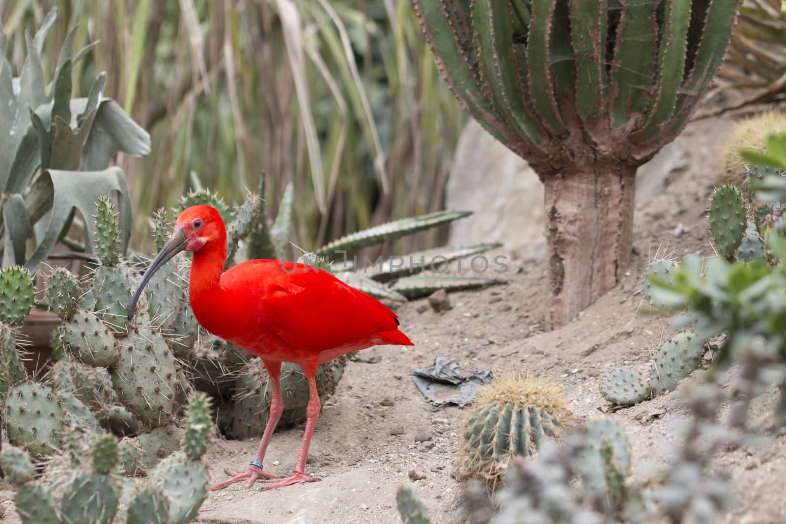 Red ibis by avanheertum