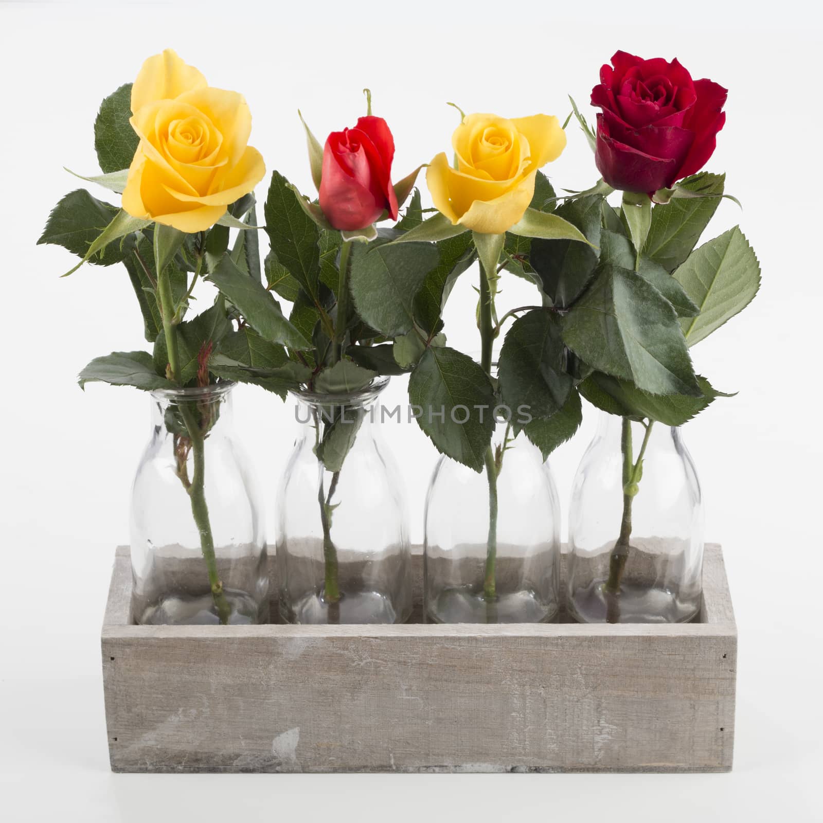 Four roses in four vases in wooden box, isolated on white background