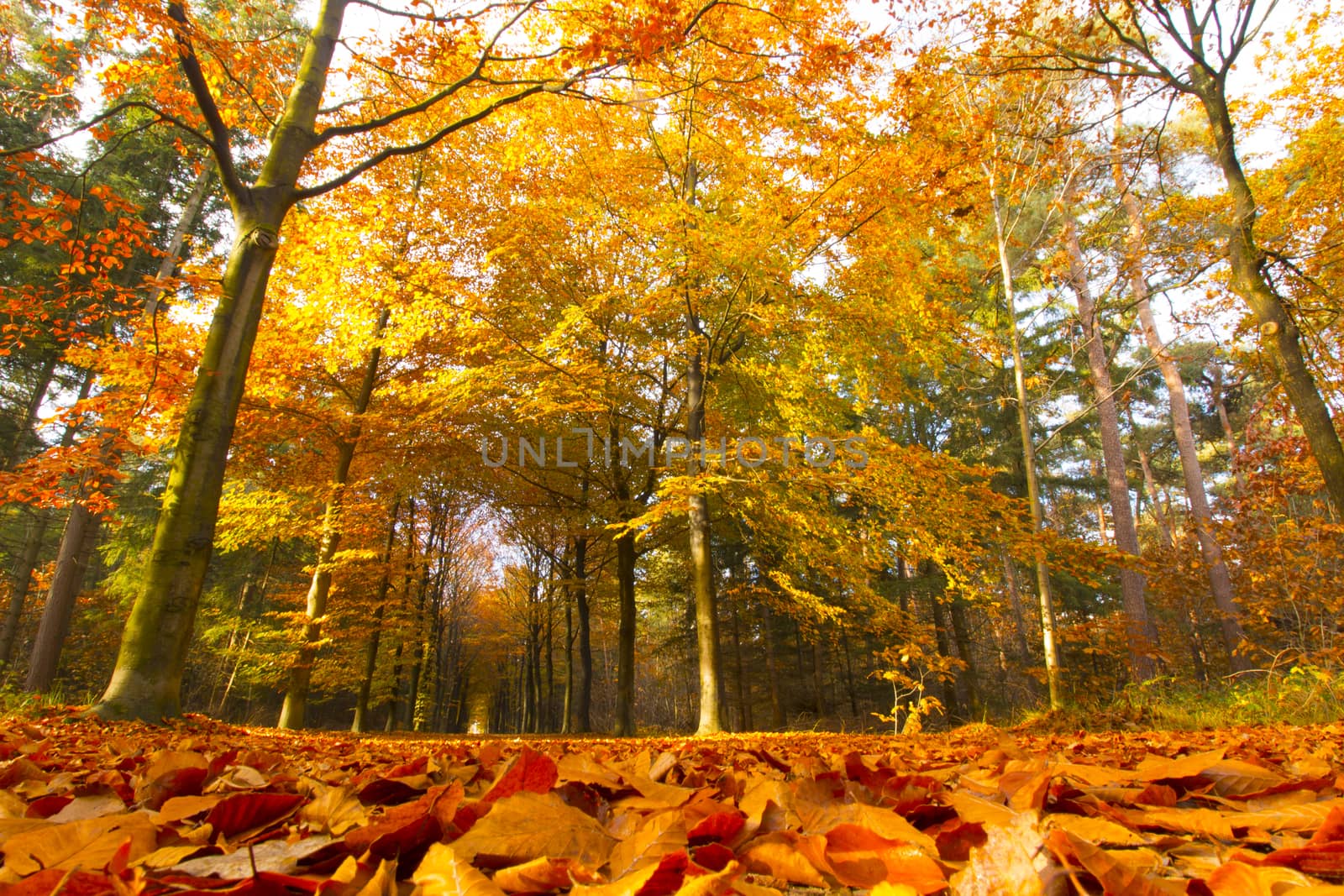 Autumn woods, park, red and yellow