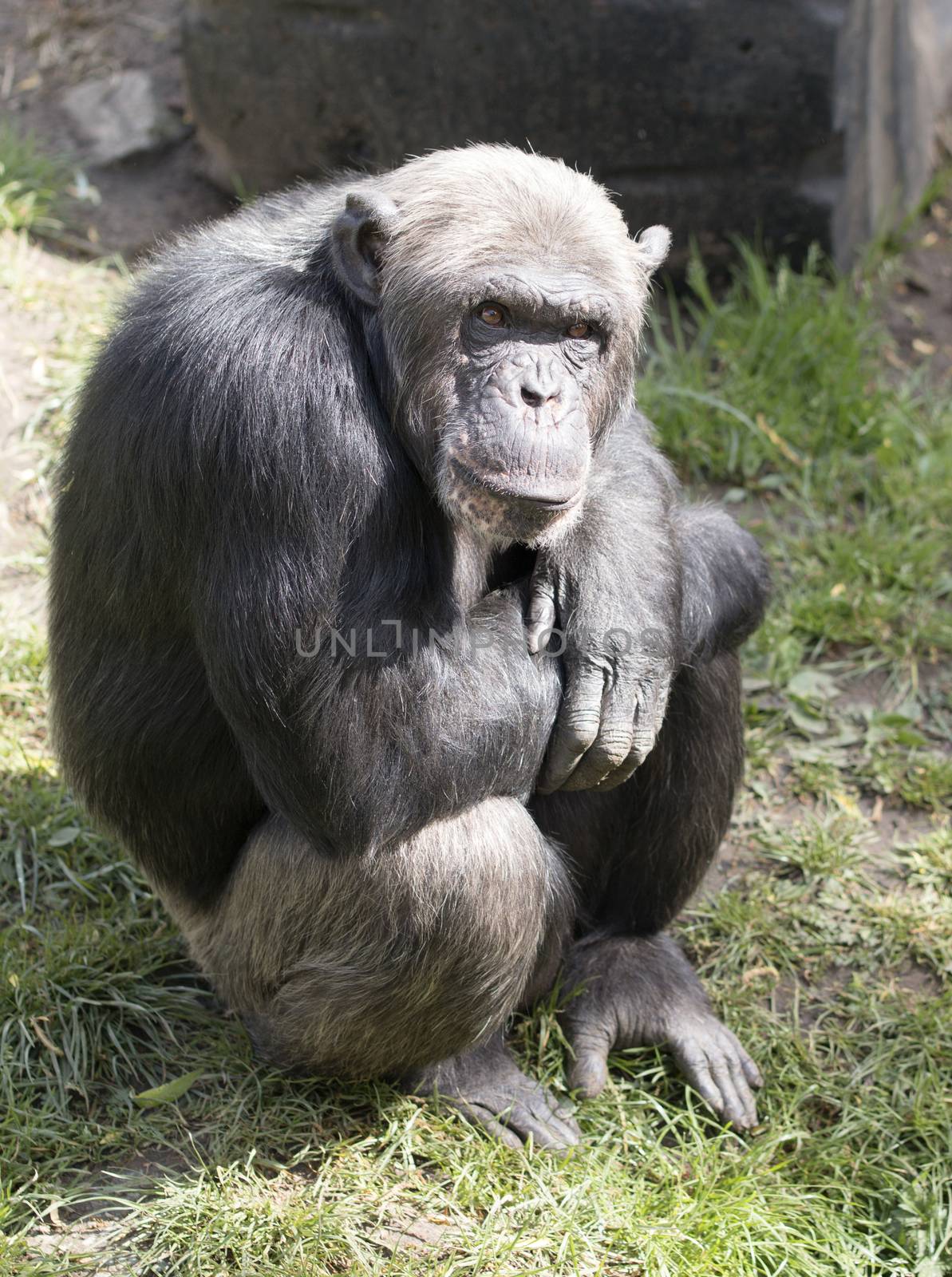 Monkey sitting, arms crossed