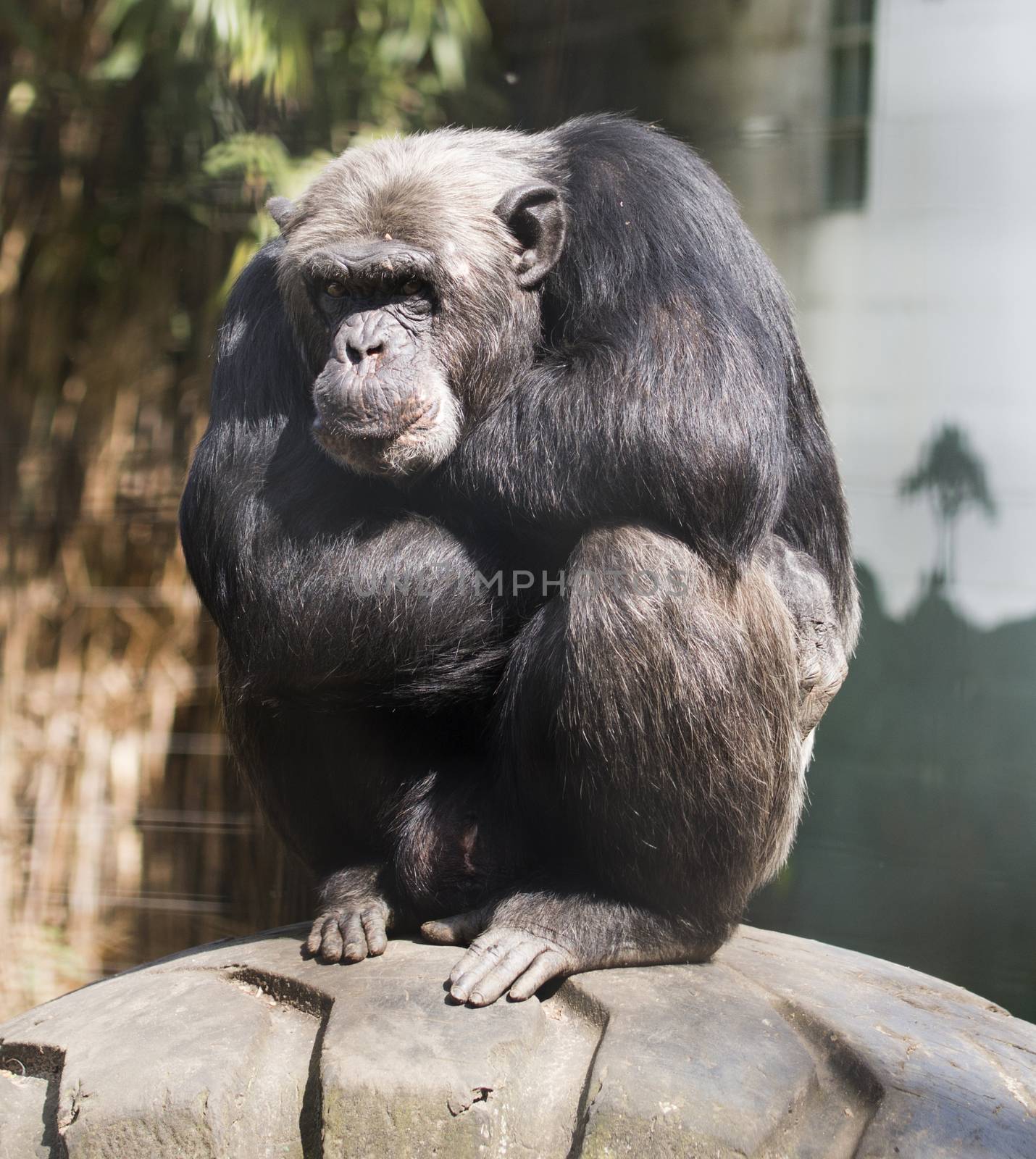 Monkey, sitting, arms crossed