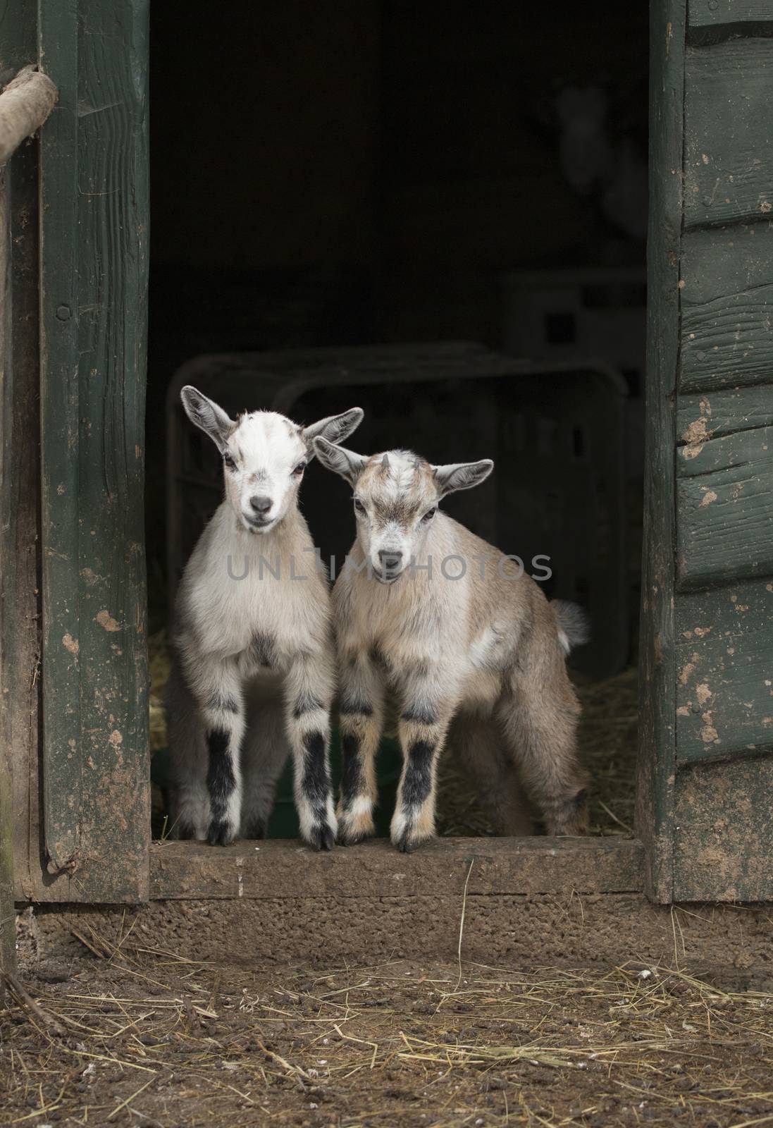 Two young four horned goats standing in door opening of stable