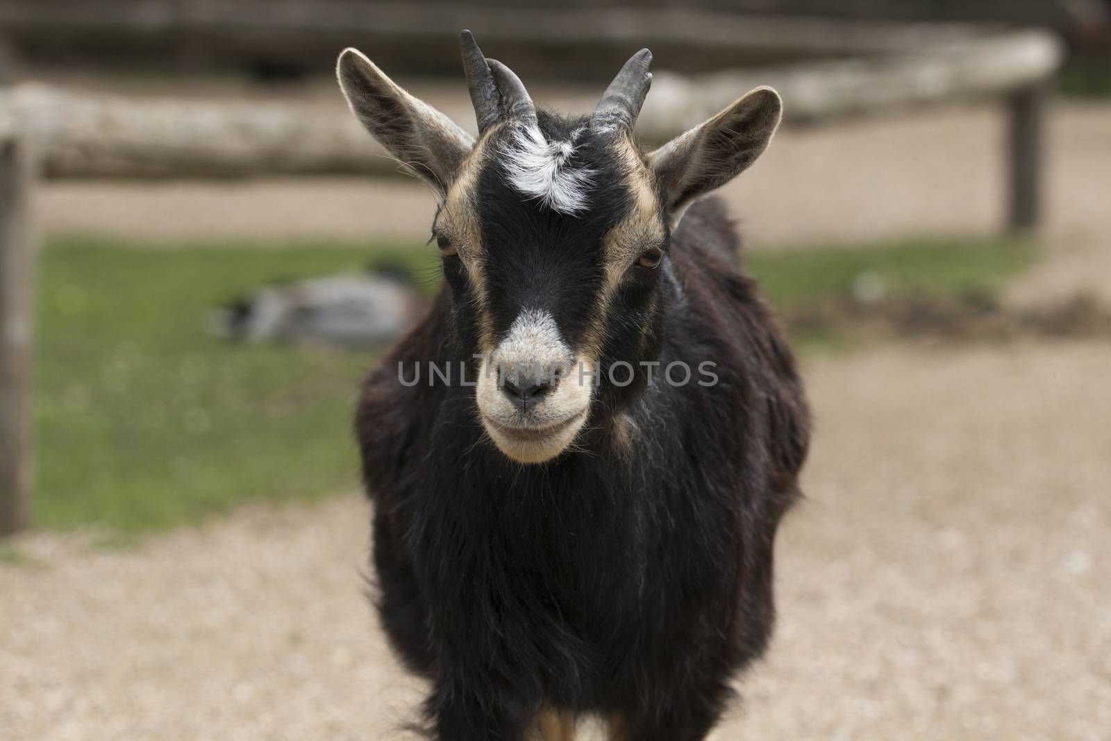 Headshot of four horned goat