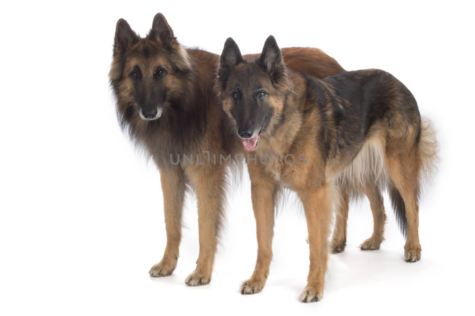 Two dogs, Belgian Shepherd Tervuren, standing, isolated by avanheertum