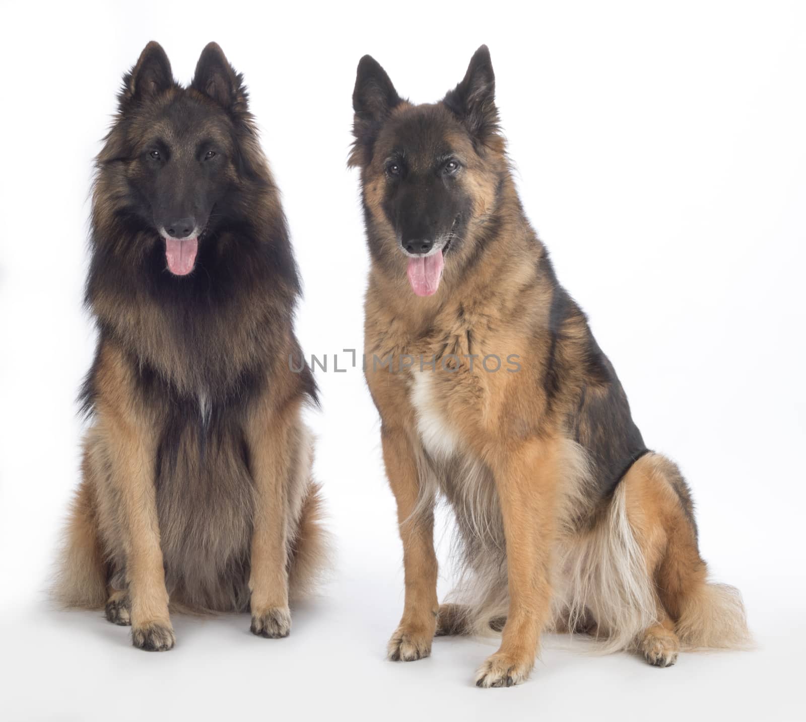 Two dogs, Belgian Shepherd Tervuren, sitting, isolated by avanheertum