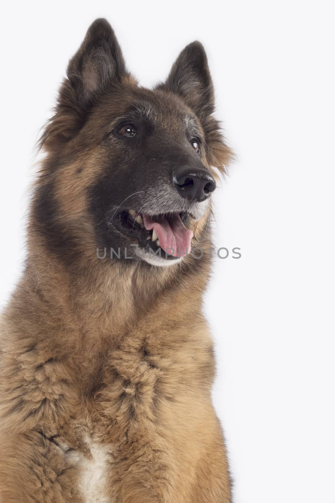 Dog, Belgian Shepherd Tervuren, headshot, isolated by avanheertum