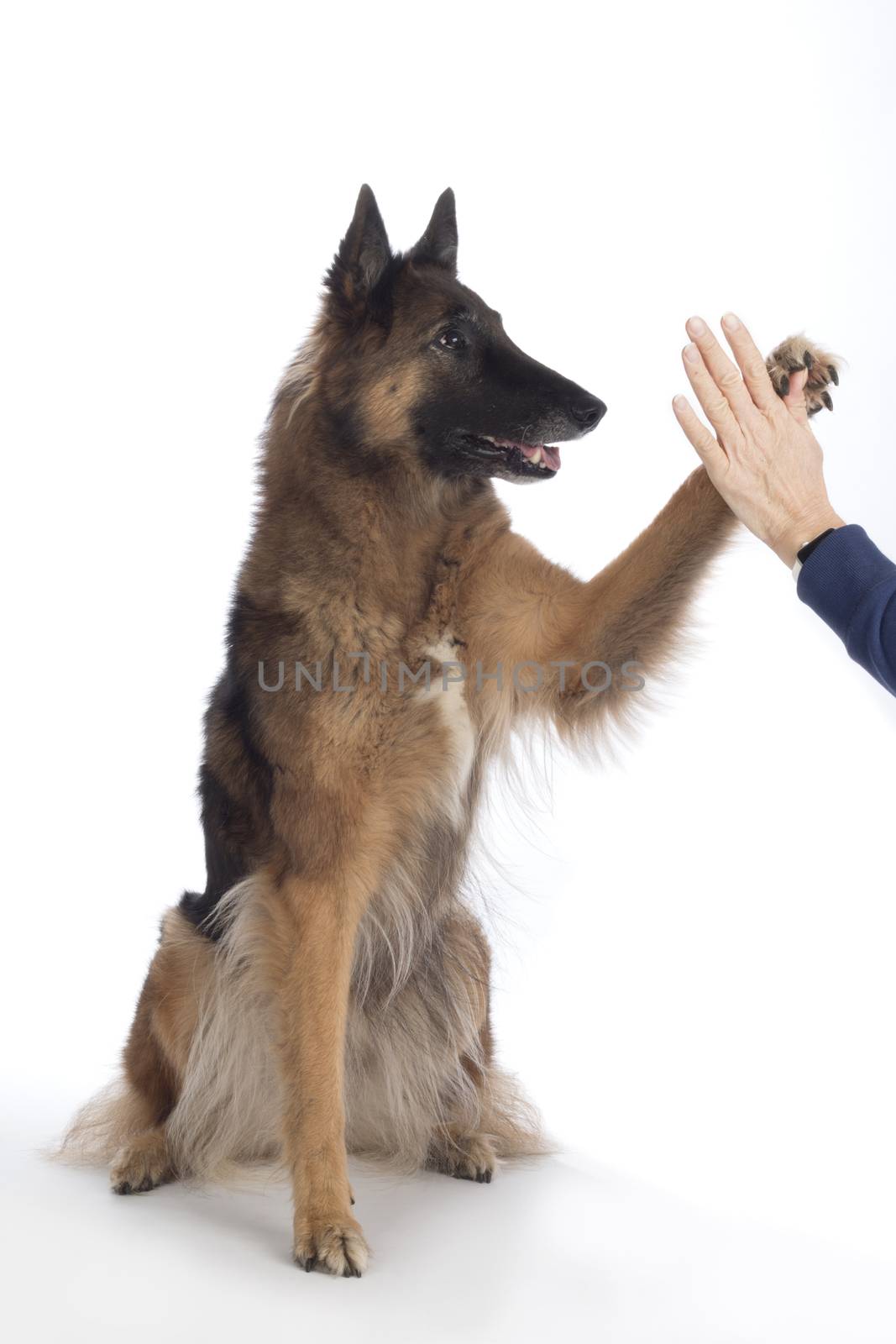 Dog, Belgian Shepherd Tervuren, paw in human hand, isolated by avanheertum