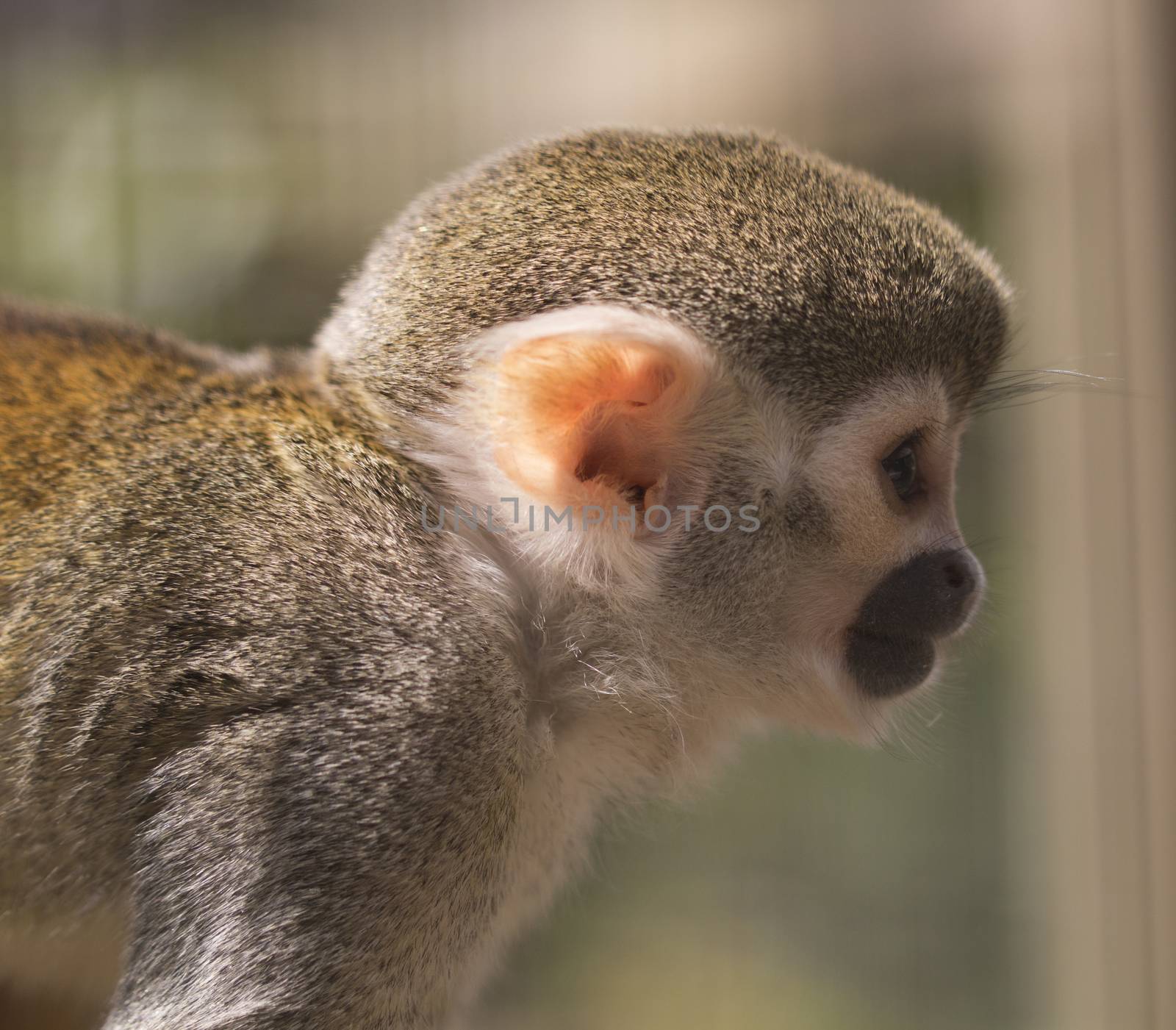 Squirrel monkey by avanheertum