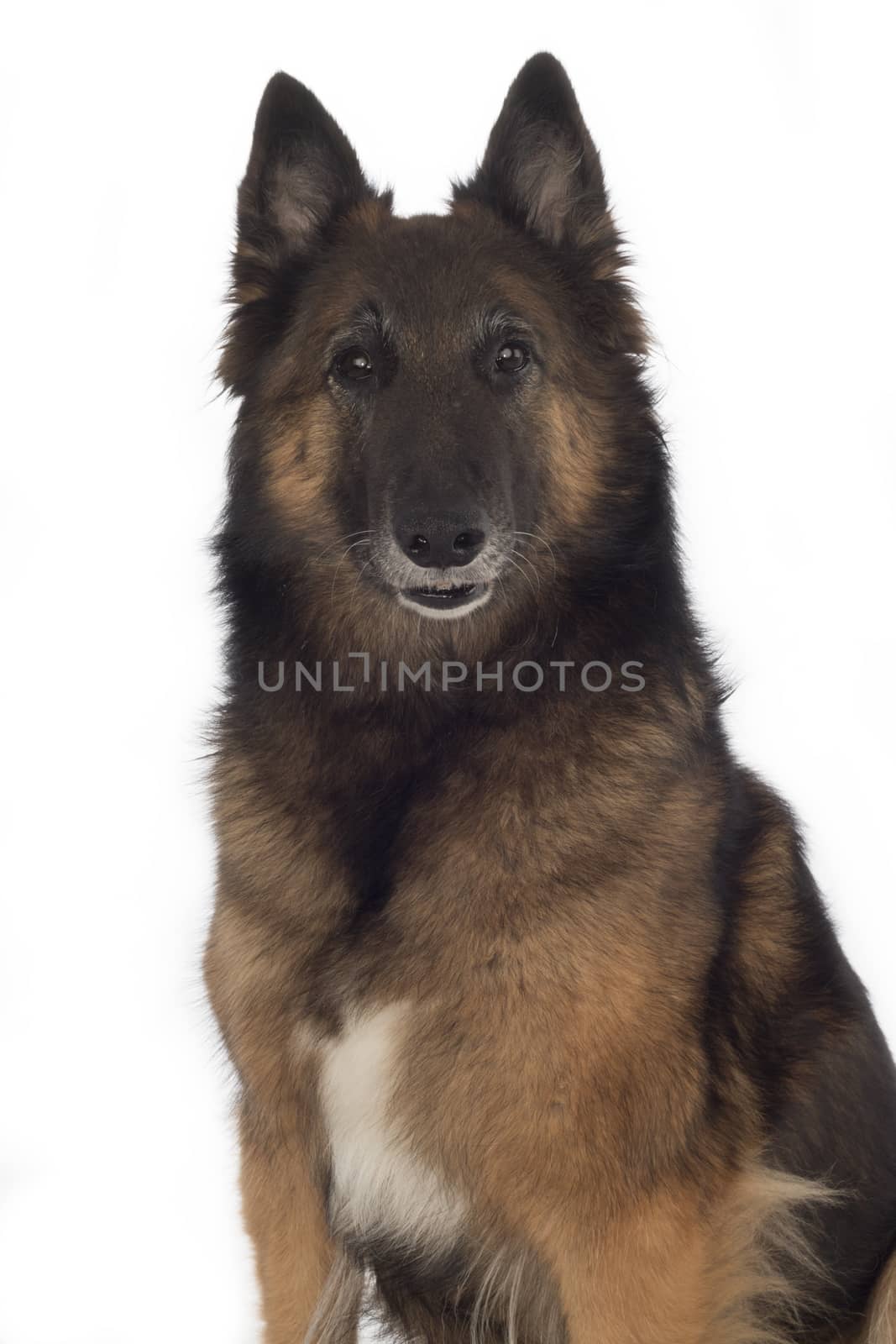 Dog, Belgian Shepherd Tervuren, isolated on white background