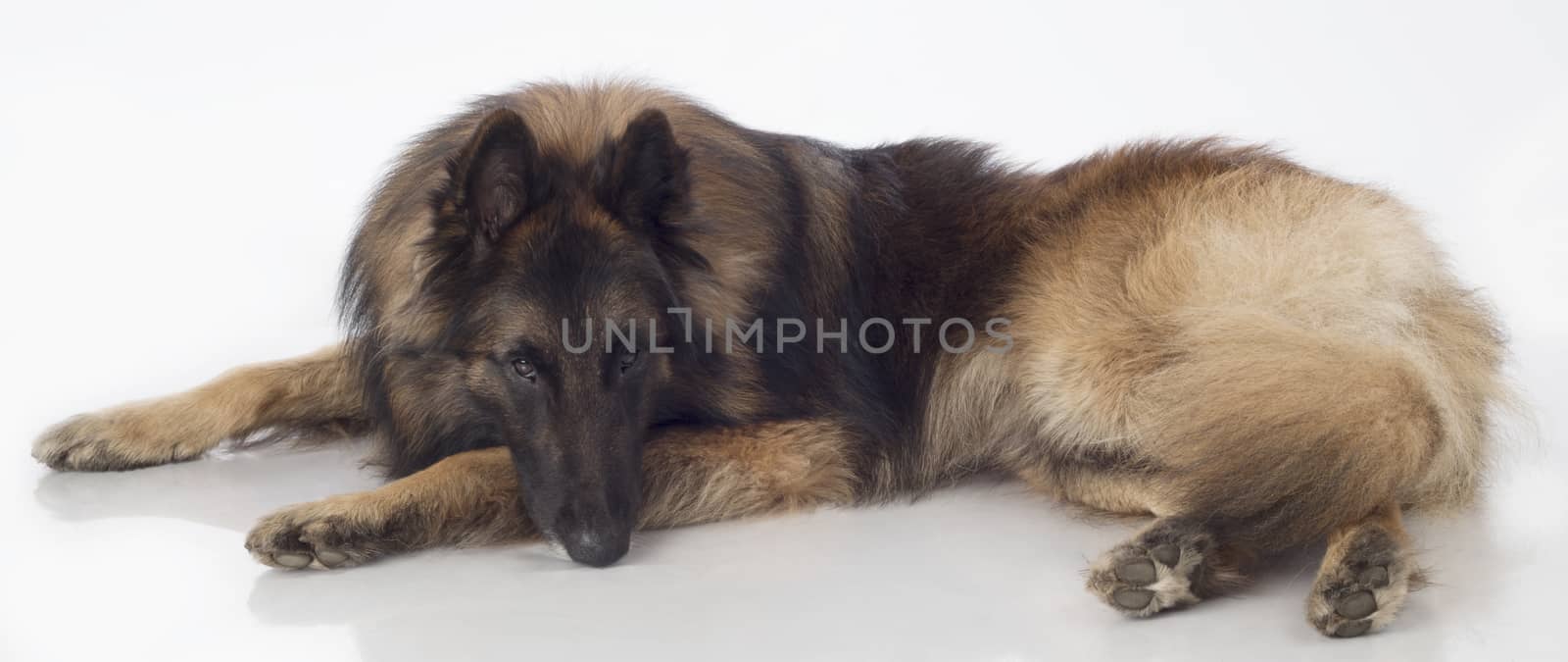 Dog, Belgian Shepherd Tervuren, lying, isolated by avanheertum